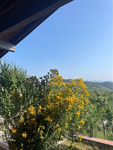 Kantaron yağı - Görsel 5