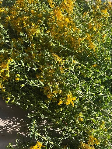 Kantaron yağı - Görsel 4