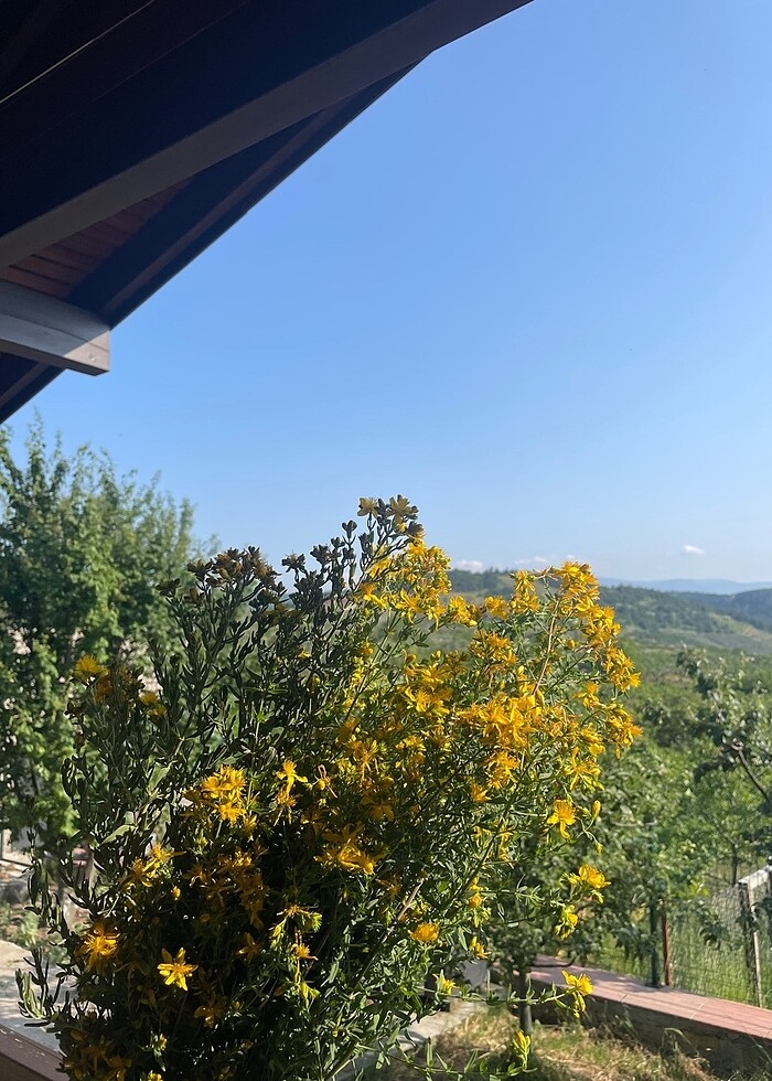 Kantaron yağı - Görsel 5