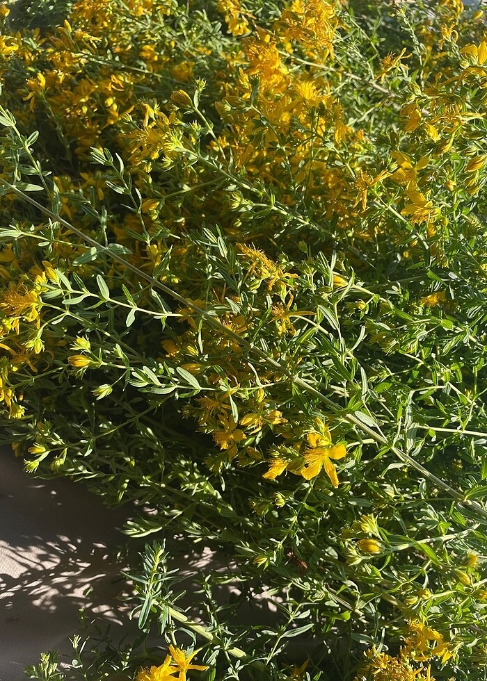 Kantaron yağı - Görsel 4