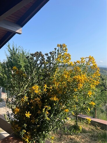 Kantaron yağı - Görsel 4