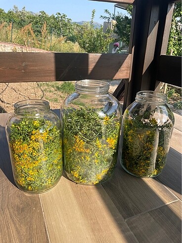 Kantaron yağı - Görsel 5