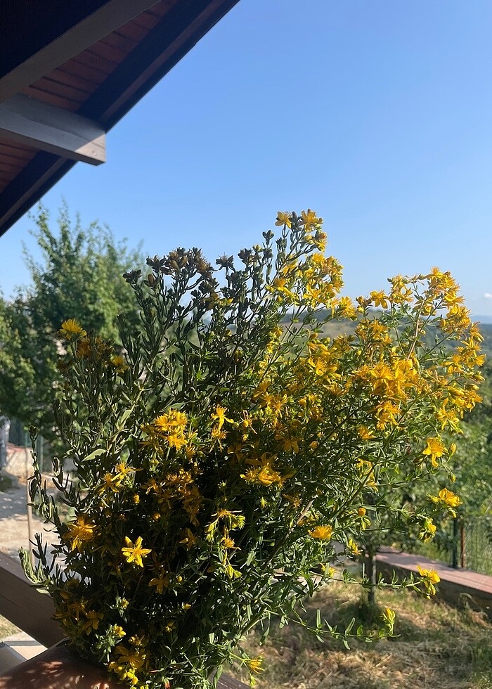 Kantaron yağı - Görsel 4