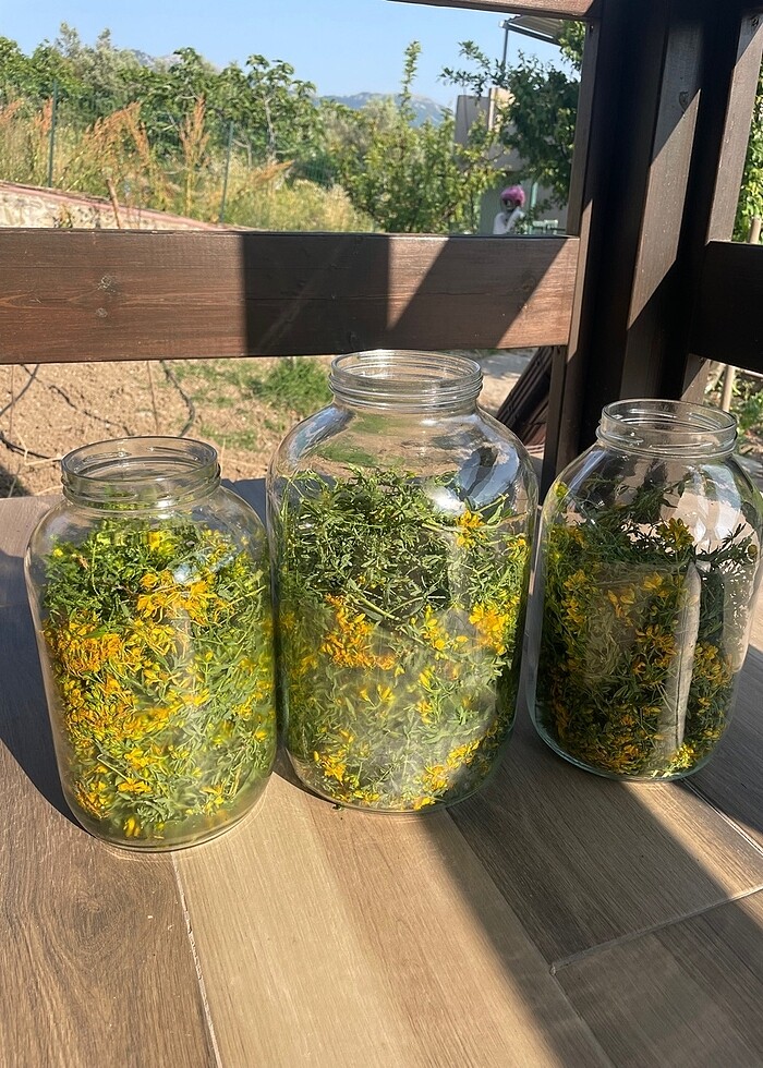 Kantaron yağı - Görsel 5