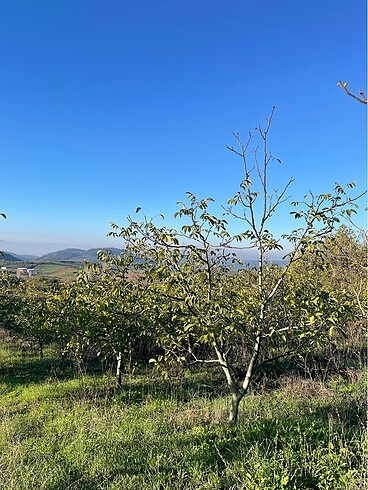 Zeytinyağ - Görsel 3