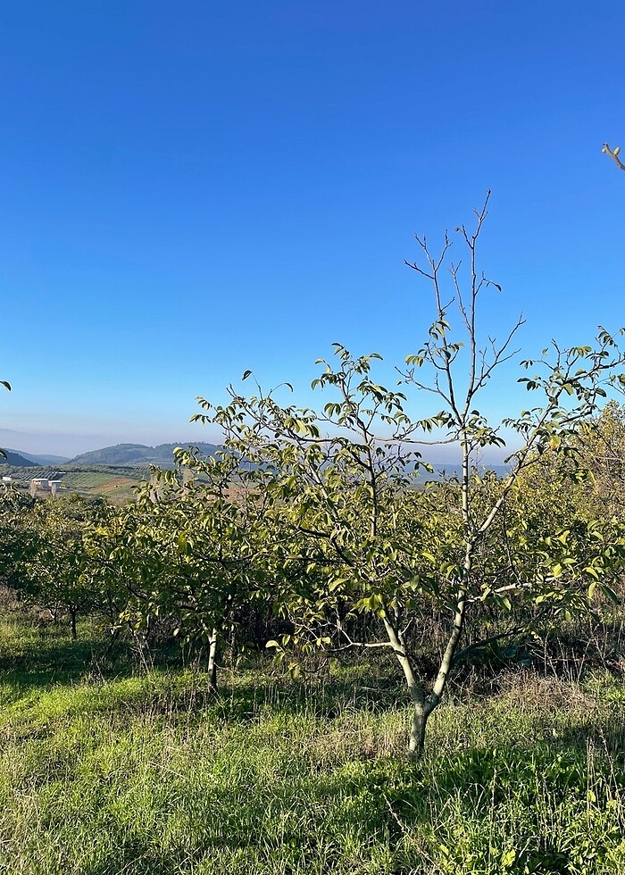 Zeytinyağ - Görsel 3