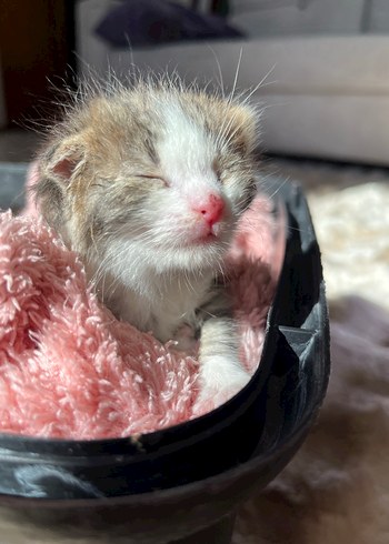 ARIYORUM Kırmızı Royal Canin Bebek Biberonu
