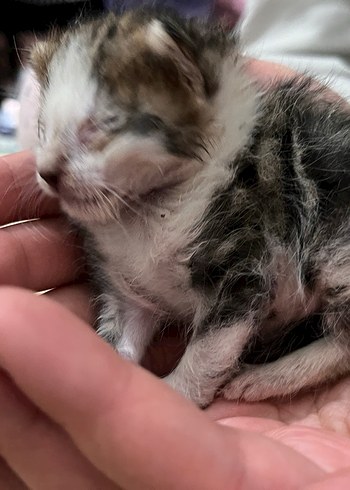  Beden kırmızı Renk ARIYORUM Kırmızı Royal Canin Bebek Biberonu