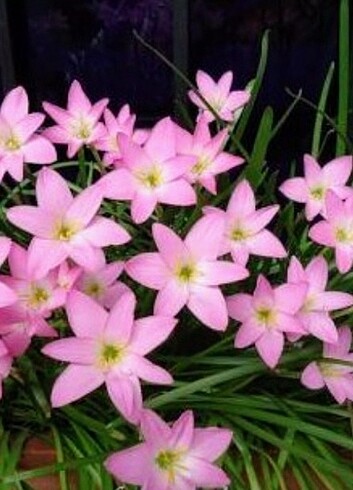 Pembe Zıpçıktı çiçeği 