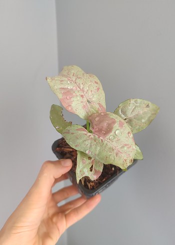 Pastel Bej Dekoratif Saksı Bitkisi