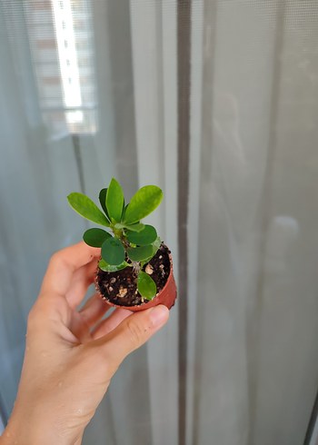 sarı ebruli dikenler tacı