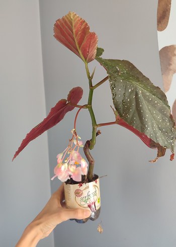 Ikea Pembe Çiçekli Saksı Bitkisi