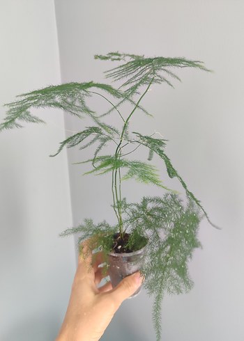 Ikea kuşkonmaz çiçegi