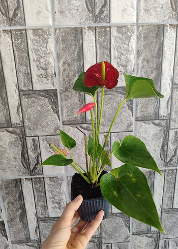 Ikea Kırmızı Antoryum Çiçeği