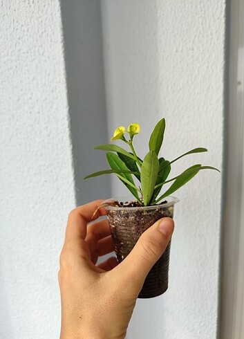  Beden Sarı dikenler tacı