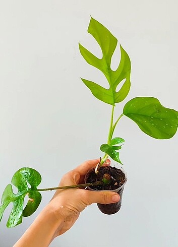 Diğer Monstera minima