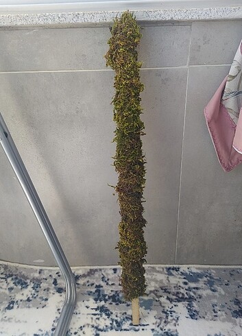 Yosun sopası