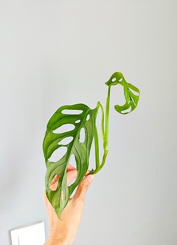 Monstera monkey çelik