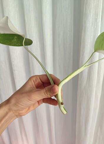 Diğer Monstera albo