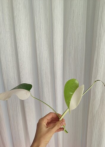 Beden yeşil Renk Monstera albo