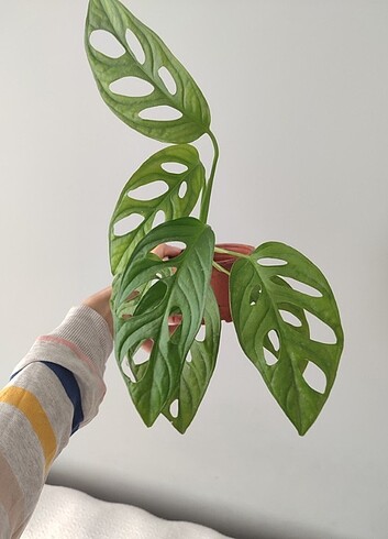 Monstera monkey sarmaşık