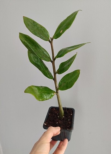 Zamia