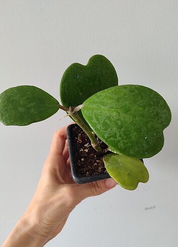 Hoya kerri