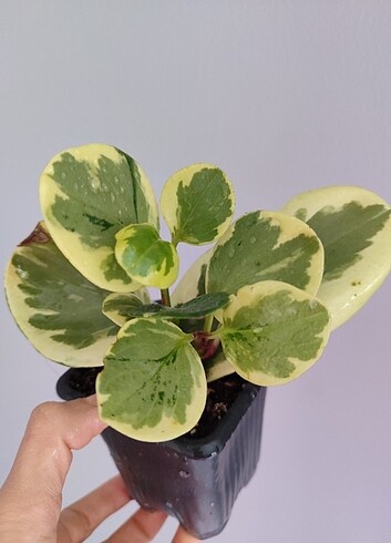Alacalı peperomia