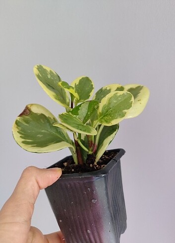 Seamlife Alacalı peperomia