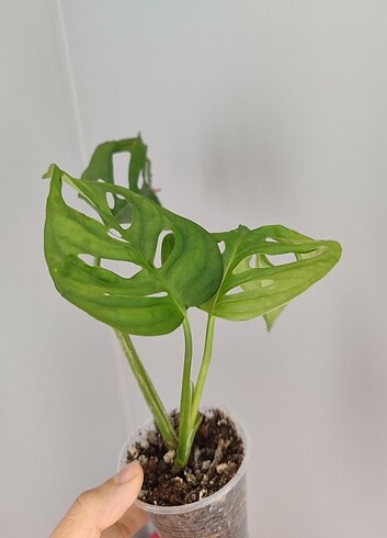 Seamlife Monstera monkey mask