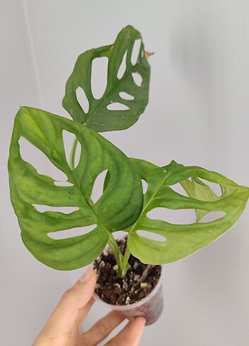 Monstera monkey mask