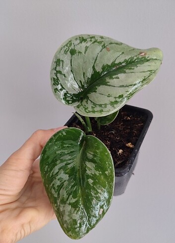 Scindapsus Exotica