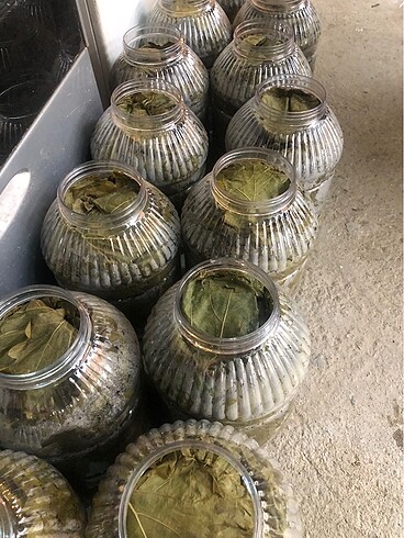 universal Beden Manisa taze asma yaprağı yeni 5kg