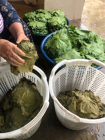 Manisa taze asma yaprağı yeni 5kg
