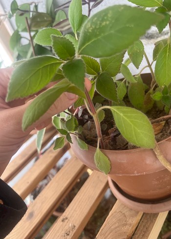 Kırmızı Japon küpelisi kohlera - Görsel 3