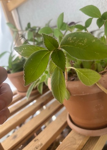 Kırmızı Japon küpelisi kohlera - Görsel 2