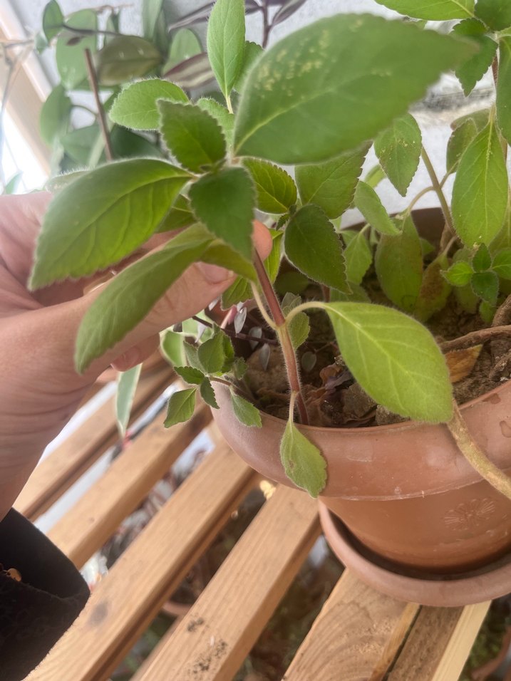 Kırmızı Japon küpelisi kohlera - Görsel 3