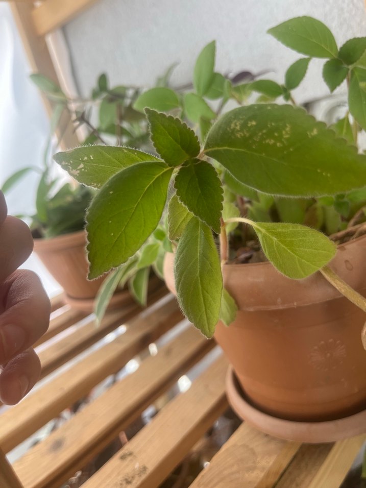 Kırmızı Japon küpelisi kohlera - Görsel 2