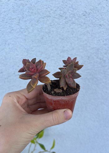 Graptoveria Bronza sukulent - Görsel 4