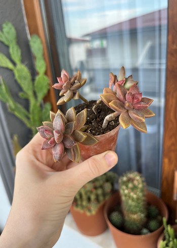 Graptoveria Bronza sukulent - Görsel 3