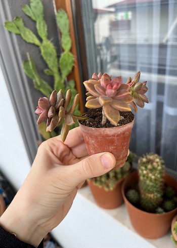 Graptoveria Bronza sukulent - Görsel 2