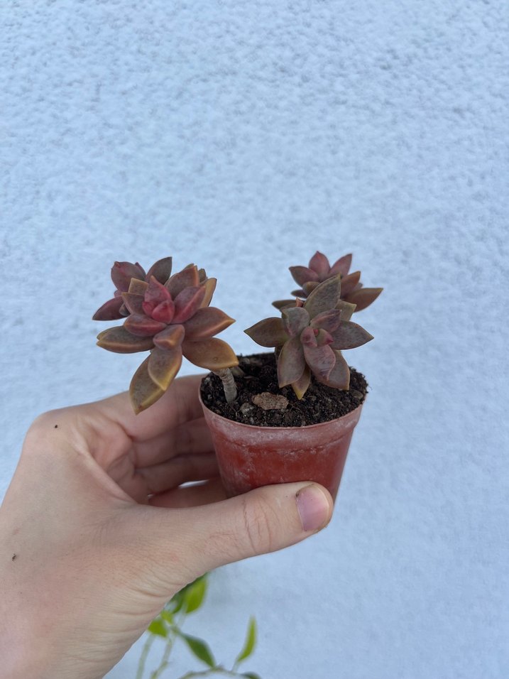 Graptoveria Bronza sukulent - Görsel 4