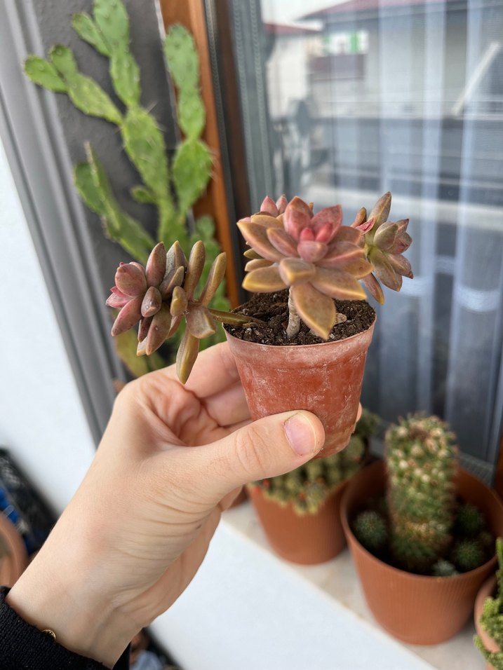 Graptoveria Bronza sukulent - Görsel 2