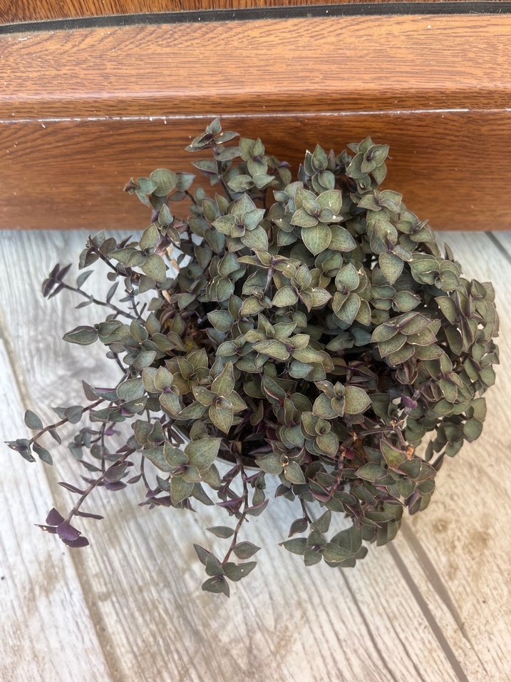 Kalisya mini telgraf - Görsel 2