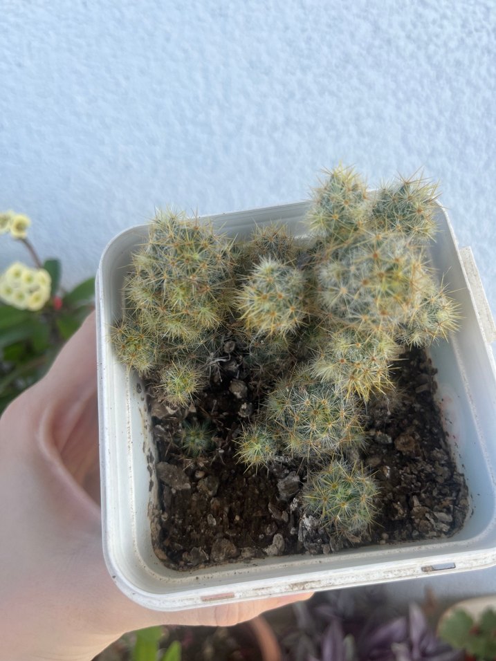 Renkli Çiçekli Kaktüs Saksı Bitkisi - Görsel 2