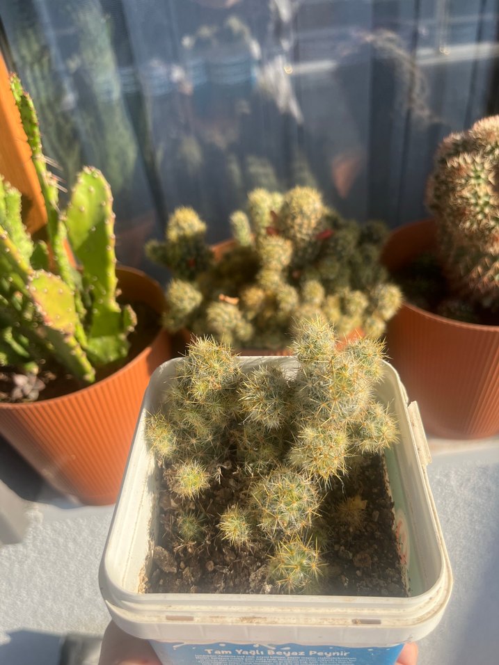 Renkli Çiçekli Kaktüs Saksı Bitkisi - Görsel 3