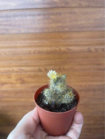 Diğer Mammilaria glochidiata meyveli kaktüs