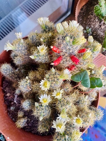 Mammilaria glochidiata meyveli kaktüs