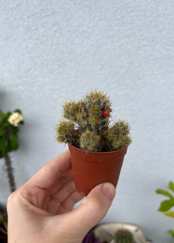 Beden sarı Renk Mammilaria glochidiata meyveli kaktüs