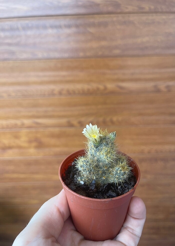 Mammilaria glochidiata meyveli kaktüs - Görsel 2